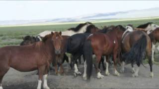 khovd_Olgii_Uvs